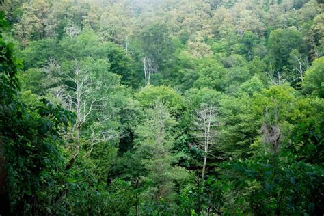 Green Forest With Some Naked Trees Environment Stock Image Image Of Natural Grass