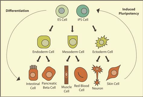 Induced Pluripotent Stem Cells