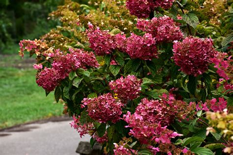 Hortensie Diamant Rouge Cm Inhalt L Lumigreen De