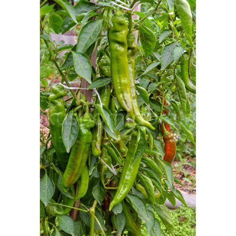 Купить семена перца острого сорта Халапеньо Чернобыль (Jalapeno Chernobyl)