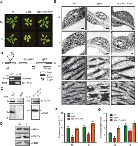 PG18 is required for normal development of A. thaliana. (A) WT ...