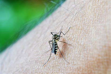 How To Get Rid Of Mosquitoes With This DIY Trap 1mhealthtips