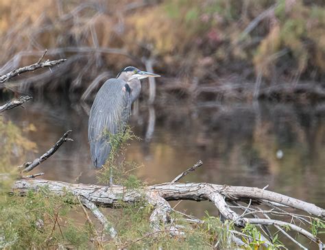 A Great Egret Sits Atop A Tree And Overlooks A Large Pond In The