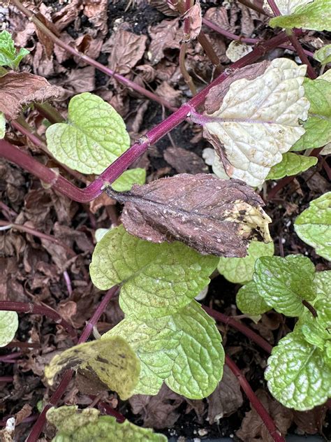 Is this mint rust?! : r/gardening