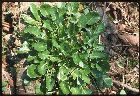 Horse Cressie Broad Leaf Cress Greens Possibly Winter Cress