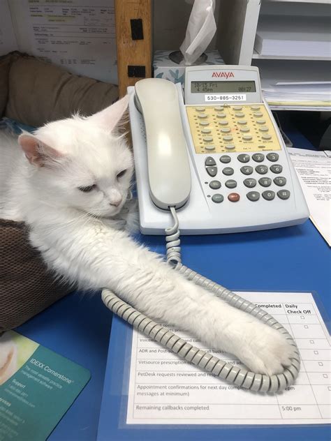 Companion Veterinary Clinic... - Companion Veterinary Clinic