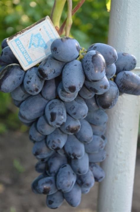 Виноград Лорано Фото Описание – Telegraph