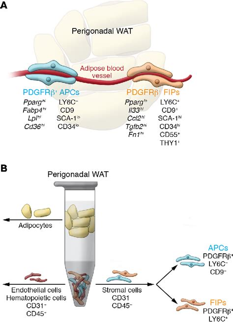 Figure 2 From Contribution Of Adipogenesis To Healthy Adipose Tissue