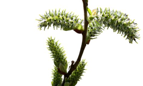 Pussy Willow Pussy Willow Willow Bud Sunny Pussy Willow Spring PNG Transparent Image And