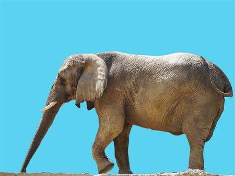 Elefant And Blue Sky By Elousteve Ephotozine