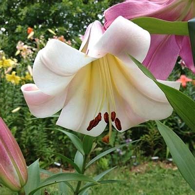 Лилия Eastern Moon (Истерн Мун)🌷 - купить луковицы и клубни в Украине ...