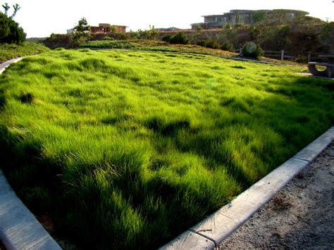 Wavy Grass By Xerowave On Deviantart