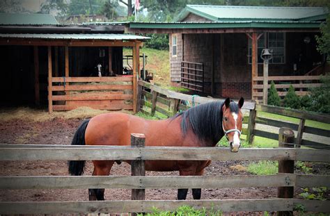 Bay Paso Fino Photograph By Cynthia Guinn Fine Art America