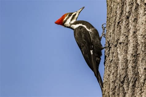 Pileated Woodpecker Free Stock Photo Public Domain Pictures