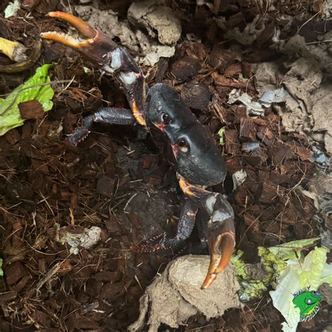 Zombie Crab - juvenile to adult - Strictly Reptiles