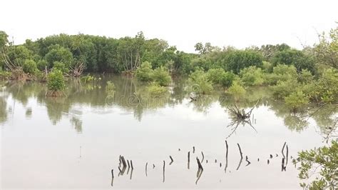 Relaxing View : Green Tropical Plants Mangrove on Water Swamp Stock ...