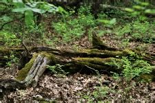 moss closeup   log  stock photo public domain pictures
