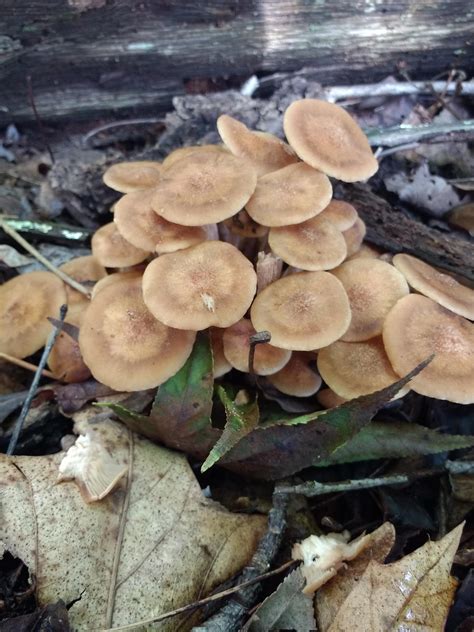 Found earlier today in Southern New Jersey. Additional info and pics in