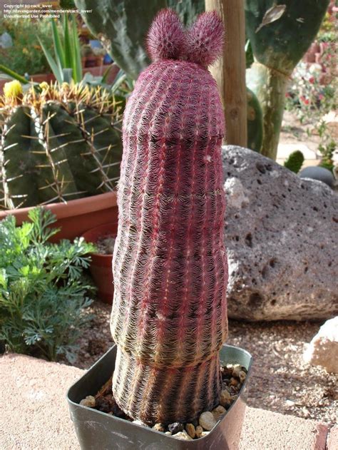 Plantfiles Pictures Arizona Ruby Rainbow Hedgehog Pink Comb Cactus