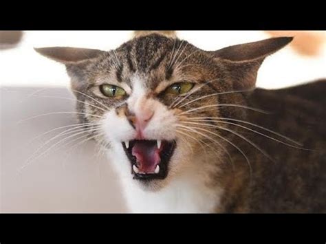 Male Cat Angry Sound Attract Female Cat Mating Cats In Heat