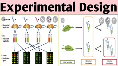 Types Of Experimental Design Youtube