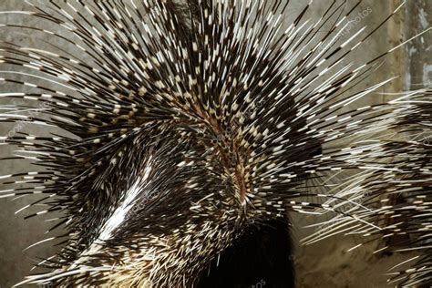 Хохлатый дикобраз: Единственный грызун, который способен мгновенно