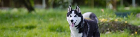 Siberian Husky – snack4pet