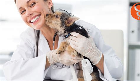 12 Consejos Indispensables Para Una Consulta Veterinaria Exitosa