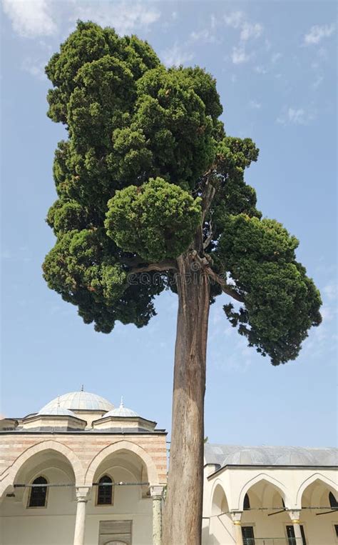 A Several Hundreds Years Old Of Mediterranean Cypress Cupressus