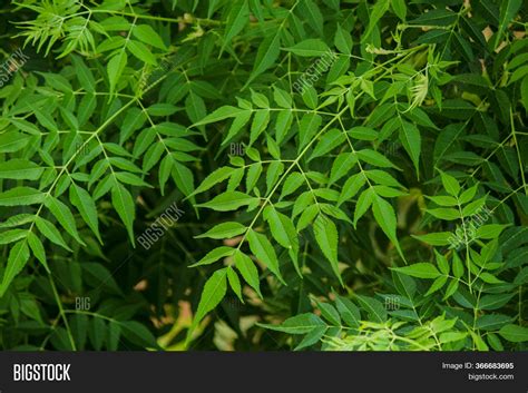 Neem Natural Herb That Image & Photo (Free Trial) | Bigstock