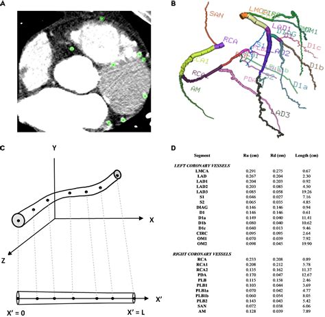 Frontiers A Predictive Patient Specific Computational Model Of