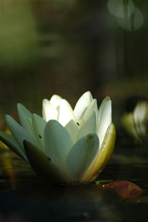 Free Images Water Nature Blossom Light White Sunlight Leaf