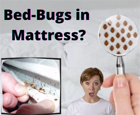 how to get rid of bed bugs permanently 6