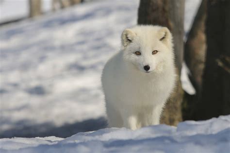 Best Time to See Arctic Fox in Norway 2019 - When & Where to See