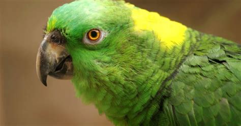 Yellow Naped Amazon Health Personality Behavior Colors And Sounds