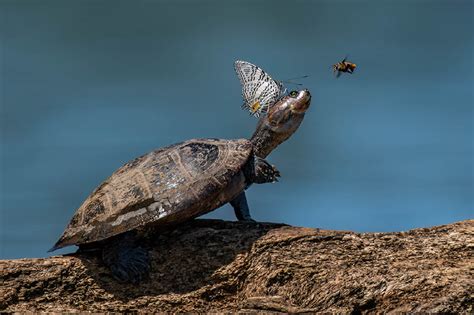 11 Winners Showcasing Funny Animal Antics from the 2024 Nature's Best