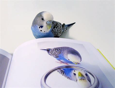 Chatty and Colourful Little Aussie Bird Stole the World’s Heart