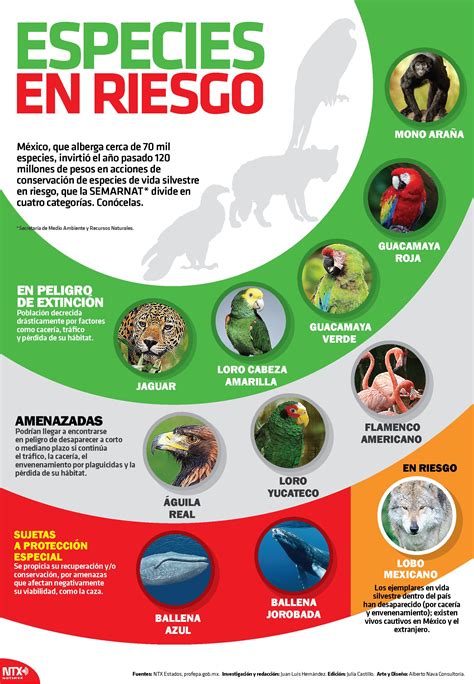 México Cuenta Con Una Amplia Diversidad Animal Sin Embargo Muchas Es