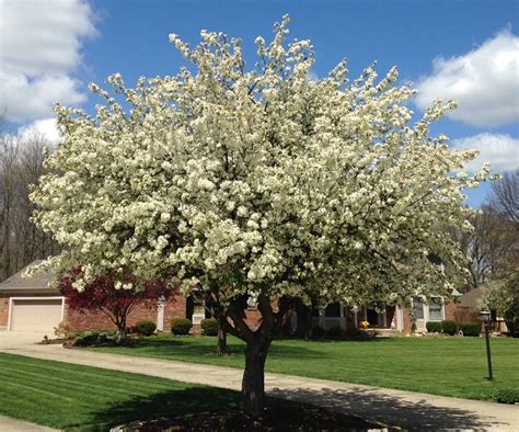 Crabapple Trees and Apple Scab - Buckeye EcoCare