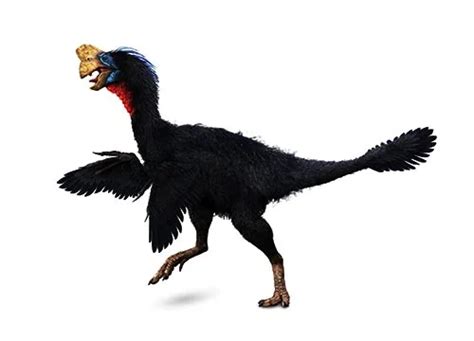 Citipati Description Size Fossil Diet And Facts