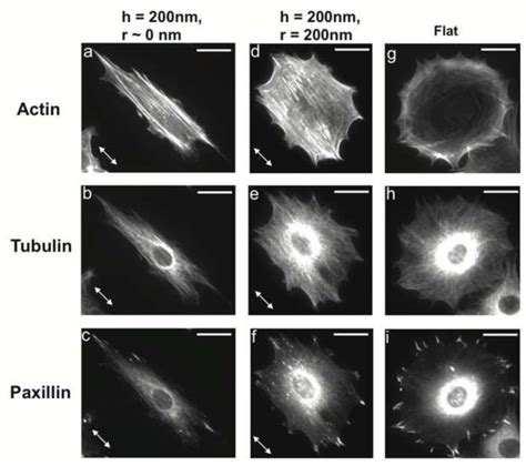 Fluorescent images of cytoskeleton of fibroblasts on sharp, curved and ...