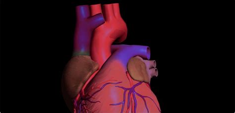 Aorta Hauptschlagader Gesundmed Medizin Und Gesundheit Im Web