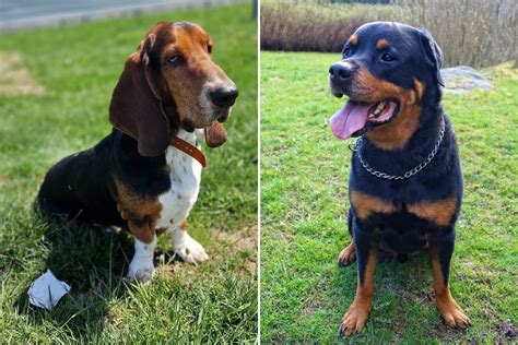 Internet Can't Get Enough of Rottweiler-Basset Hound Mix After