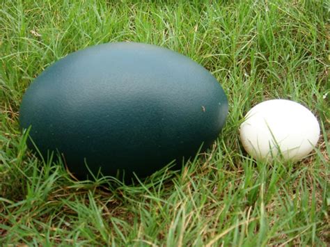 Emu Eggs Manufacturer in Abohar Punjab India by The Nest Emu Farms and ...