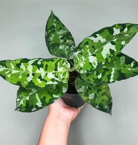 Aglaonema pictum tricolor | Plants, Variegated plants, Pretty plants