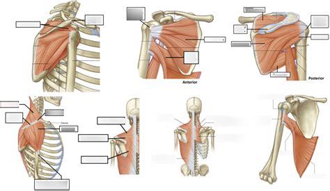 diagram  shoulder muscular anatomy diagrams quizlet