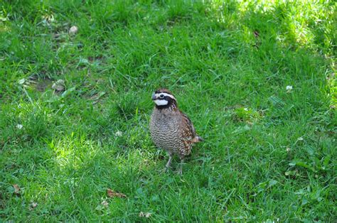 APES: Bobwhite Quail Release!