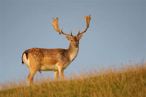 Fallow Deer Stock Photos Pictures And Royalty Free Images Istock