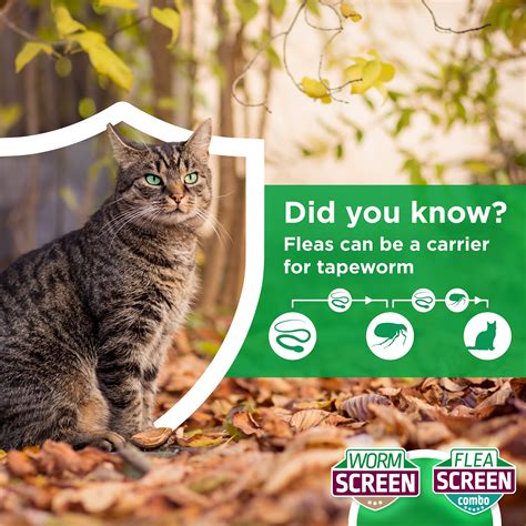 Roundworms In Cats Intestinal Worms In Cats| Perth Cat Hospital