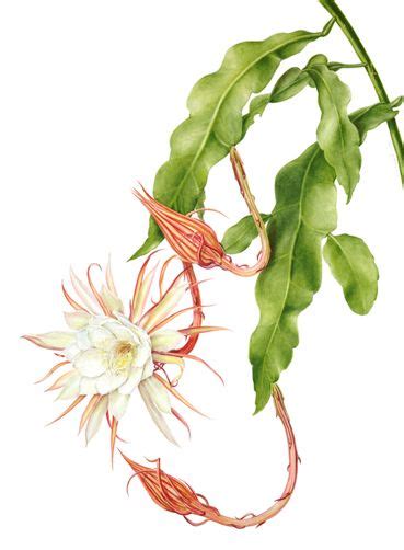 Pin by Vũ Trang on FLOWER | Botanical drawings, Flower art painting ...